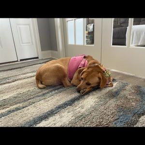 Meet your Posher, Dana